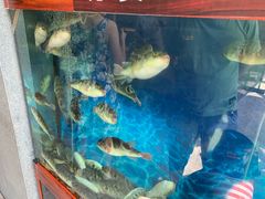-肆月河豚·新淮扬(金融街店)