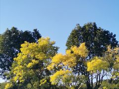 -羊山湖公园