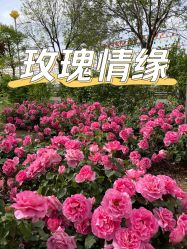 -密云玫瑰情园