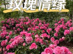 -密云玫瑰情园