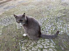 -西园戒幢律寺