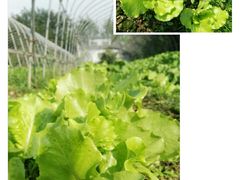 时令有机蔬菜及野菜-武汉世外桃源农庄