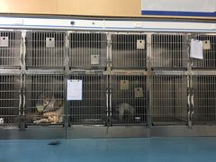 -宠颐生猫科·内科皮肤科(西平世纪城店)