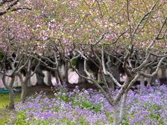 -白塘生态植物园
