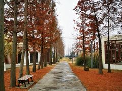 -上海长兴岛郊野公园