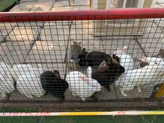 -南宫五洲植物乐园