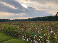 -艾溪湖湿地公园