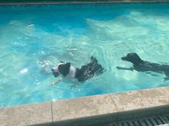 -汪说喵讲宠物乐园宠物酒店(红星美凯龙店)