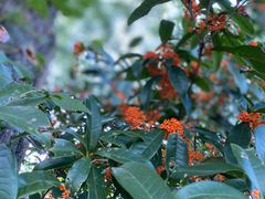 -宁波市保国寺古建筑博物馆