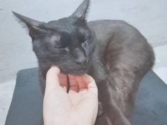-浣熊柯尔鸭土拨鼠·电玩咖