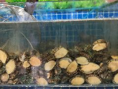 水产区-蟹谢蒸鲜自助餐厅