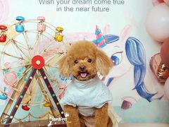 -超宠爱宠物摄影-Super pet