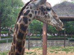 -石家庄市动物园