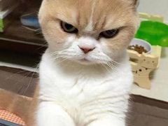 -芭比堂动物医院·犬猫全科·异宠专科(雁塔分院)