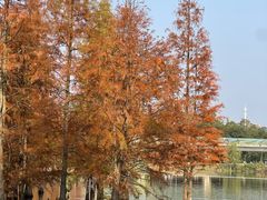 -白鹭湾湿地公园