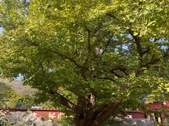 -遵化市禅林寺古银杏风景园