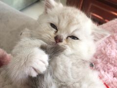 -客栈猫舍(中央北路店)