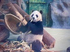 景点-成都大熊猫繁育研究基地