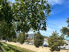 -苏家坨柳林村二月兰花海