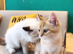 -猫十亿·布偶金渐层·曼基康矮脚猫舍(青年路店)