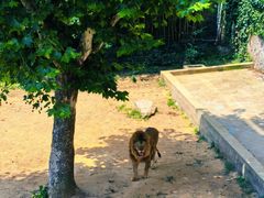 -西霞口神雕山野生动物世界