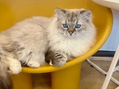 -有喵·猫咖·狗咖·40+猫狗有小奶狗(岗厦店)