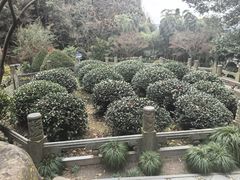 -十八棵（老龙井）御茶园(老龙井店)
