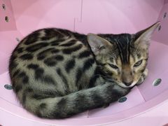 -糯米喵星人·撸猫猫舍咖啡馆(西市场嘉华店)