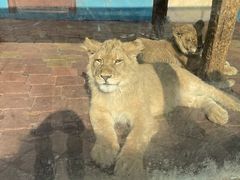 -大连森林动物园