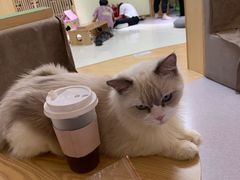 -猫和宫(六道口店)