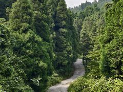 -武陵山森林公园