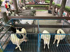 -清迈夜间动物园