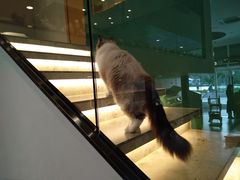 -飞行喵MR PILOT|猫舍·猫咖(静安大融城店)