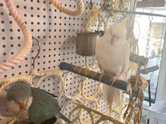 -吉丁鸟咖·异宠·寄养