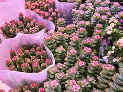 -花鸟鱼虫鲜花绿植市场(玉泉路店)