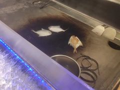 -星河湾半岛酒店·意咖啡西餐厅