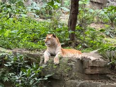 -广州长隆野生动物世界