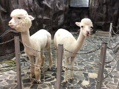 -上海大自然野生昆虫馆(东方明珠·爬宠昆虫探索中心)