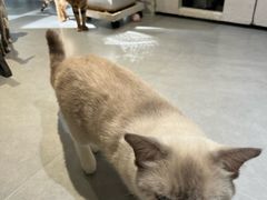 -琪喵猫屋·撸猫猫咖·猫舍