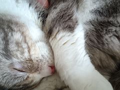 -平行世界·猫咖(首经贸店)