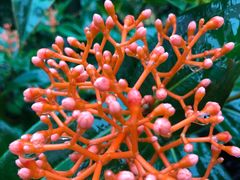 -墨尔本皇家植物园