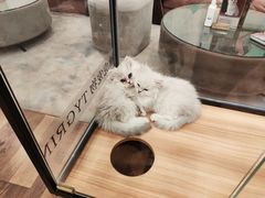 -袖虎·猫馆(体育西路店)