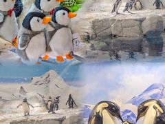 -上海海洋水族馆