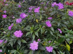 -深圳仙湖植物园