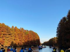 -上海海湾国家森林公园