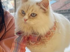 -怪兽屋·羊驼·猫咖·狗咖(俊华广场店)