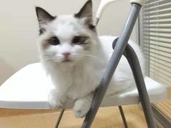 -芭比堂宠物医院·全科爱猫医院·仁德分院