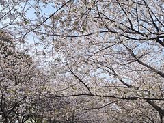 -高东镇樱花园