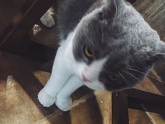 -共舞时光猫咖·狗咖(新街口店)