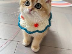 -lincat·猫舍(广州店)